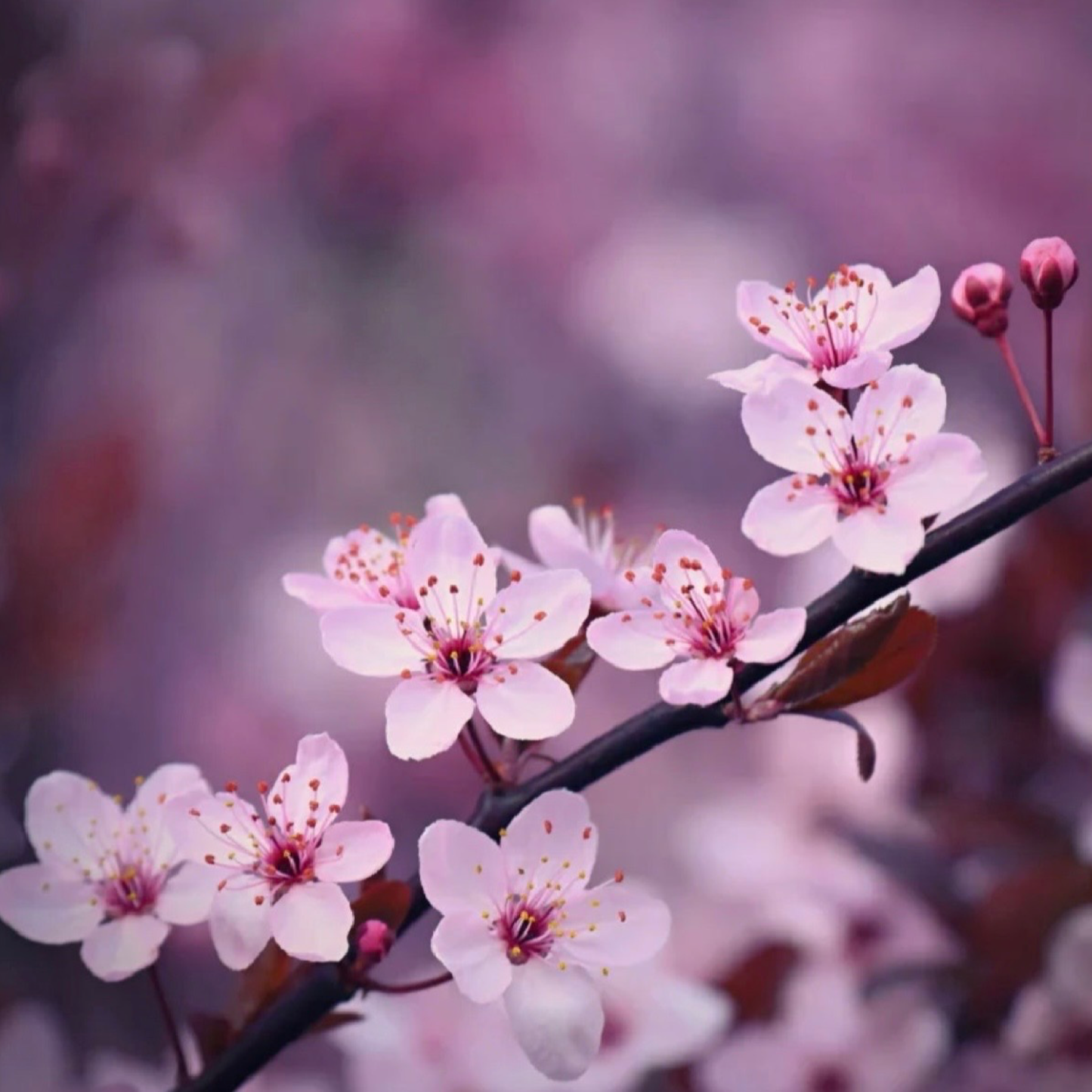 Japanese Cherry blossom scented aroma beads.