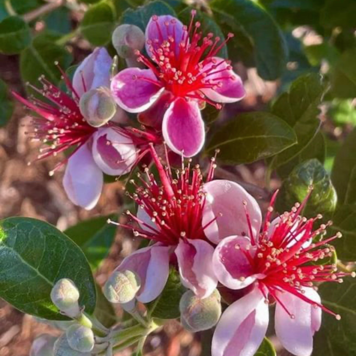 Fig Bloom scented aroma beads
