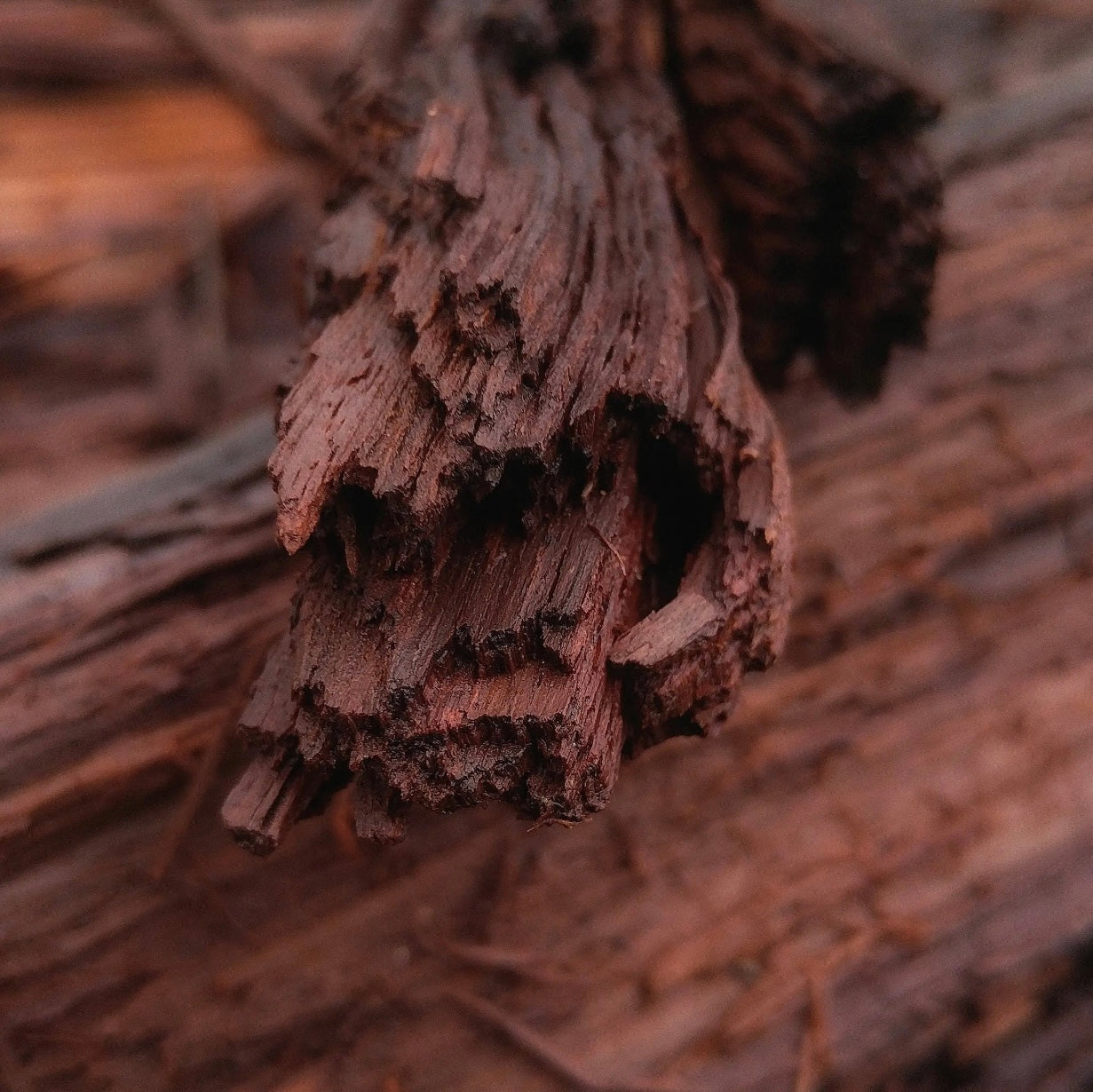Mahogany Teakwood scented aroma beads.