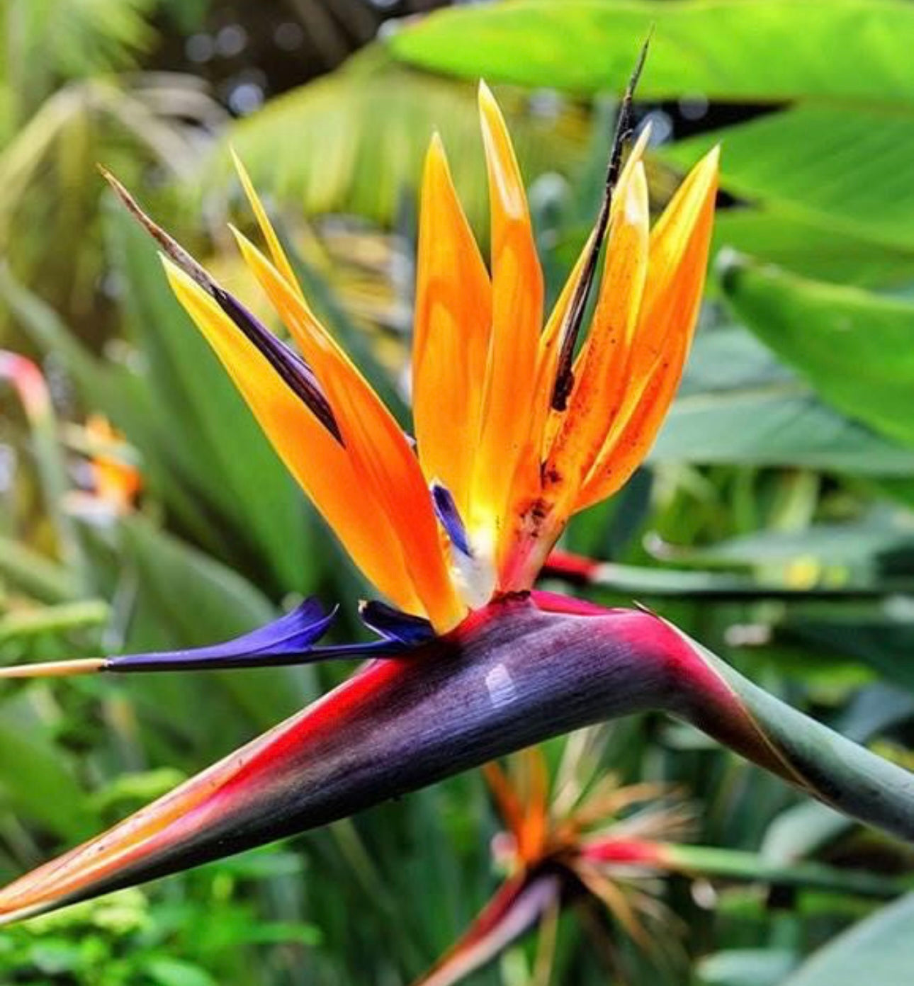 Bird of Paradise scented aroma beads.