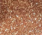 Rose Gold 2 oz fine glitter