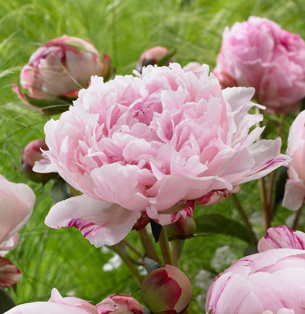 Bombshell scented aroma beads.