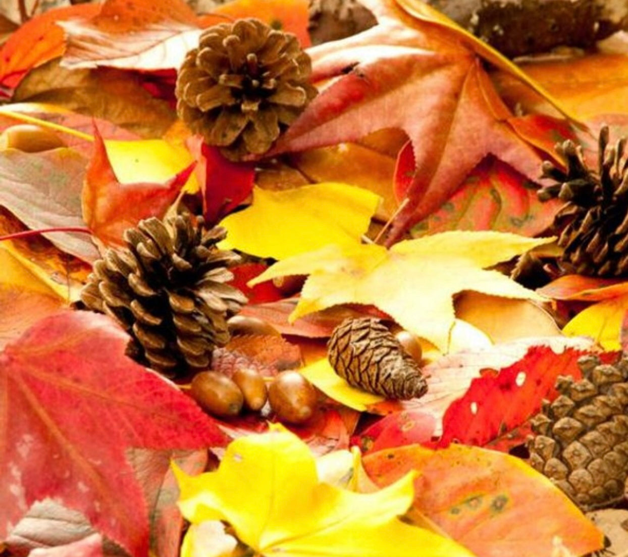 Leaves scented aroma beads.