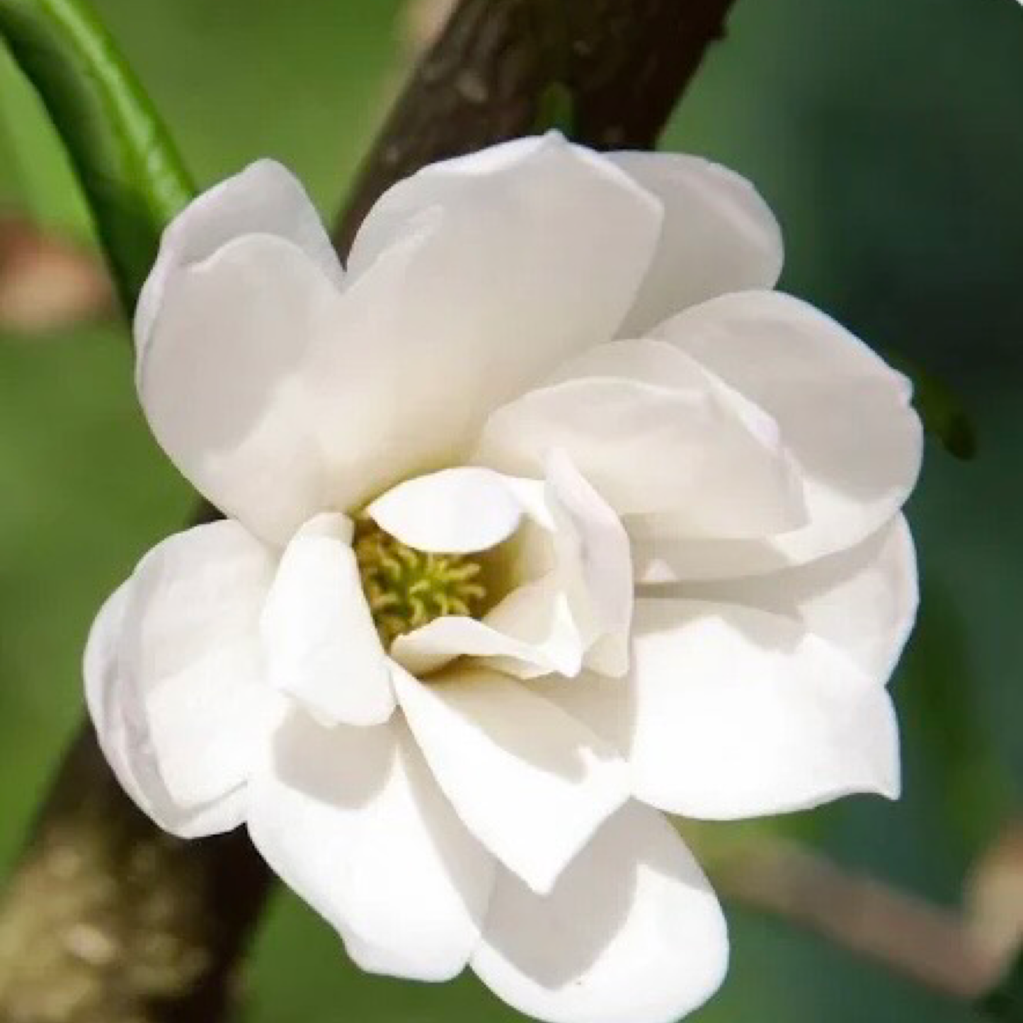 Magnolia aroma beads