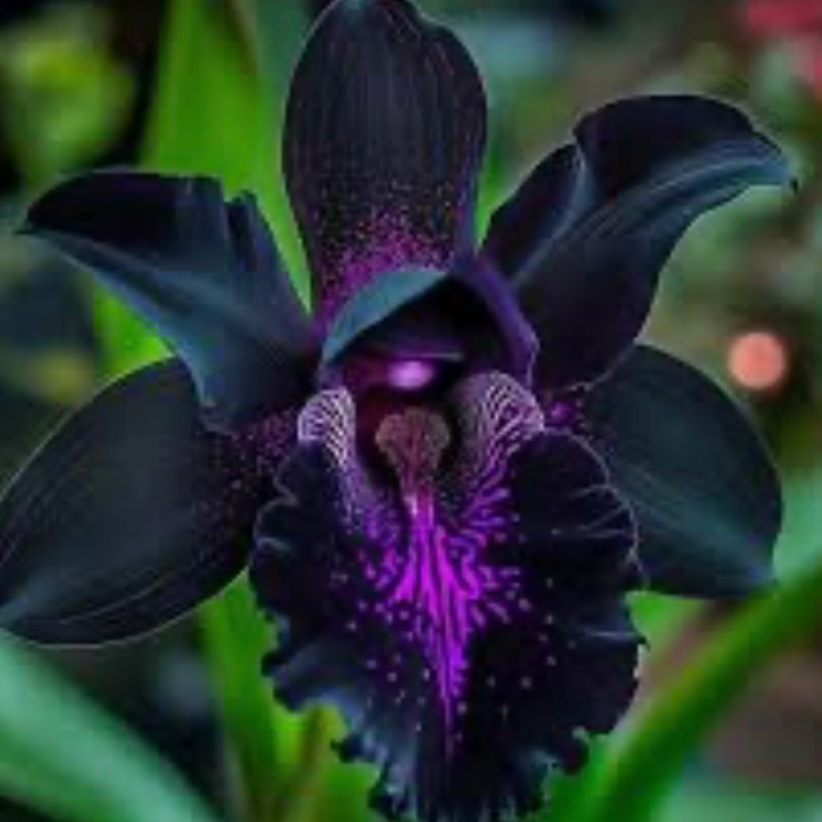 Black orchid aroma beads