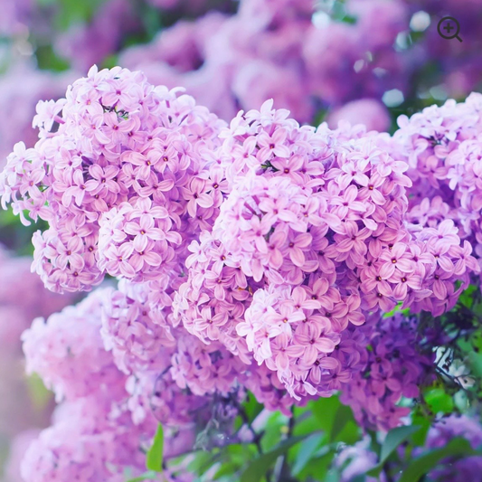 Fresh cut Lilac scented aroma beads.